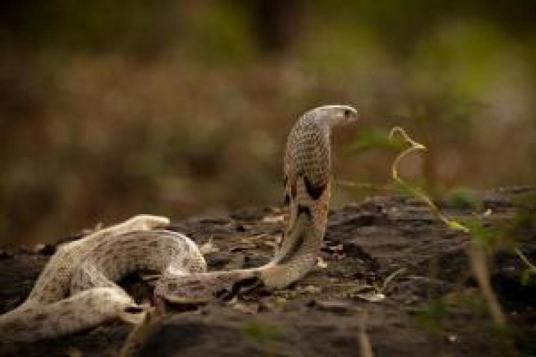 Watch video: Man catching king cobra with bare hands will give you goosebumps