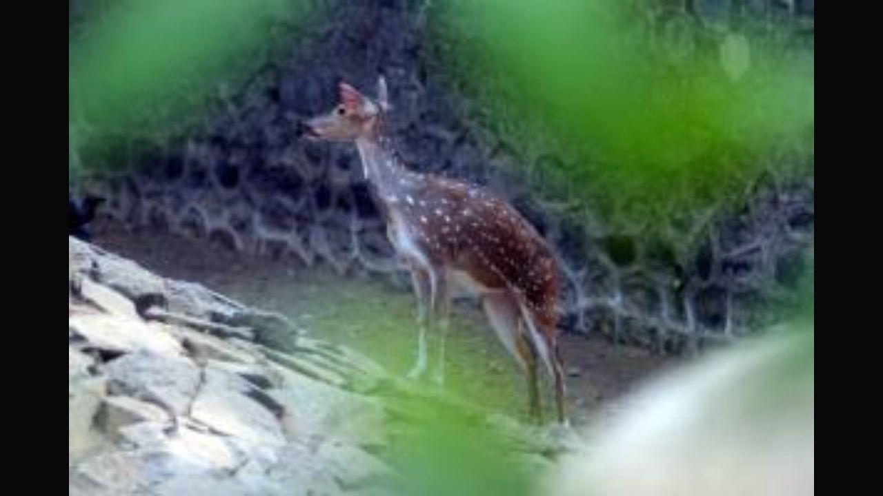 Watch video: Deer's amazing jumping skills to cross road leaves netizens stunned