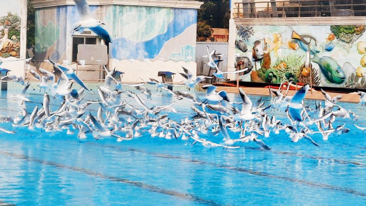 Winging it while swinging it