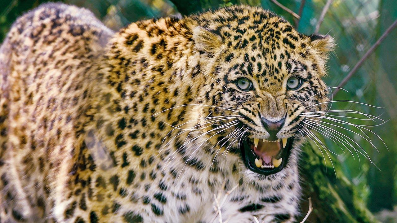 Leopards in my backyard