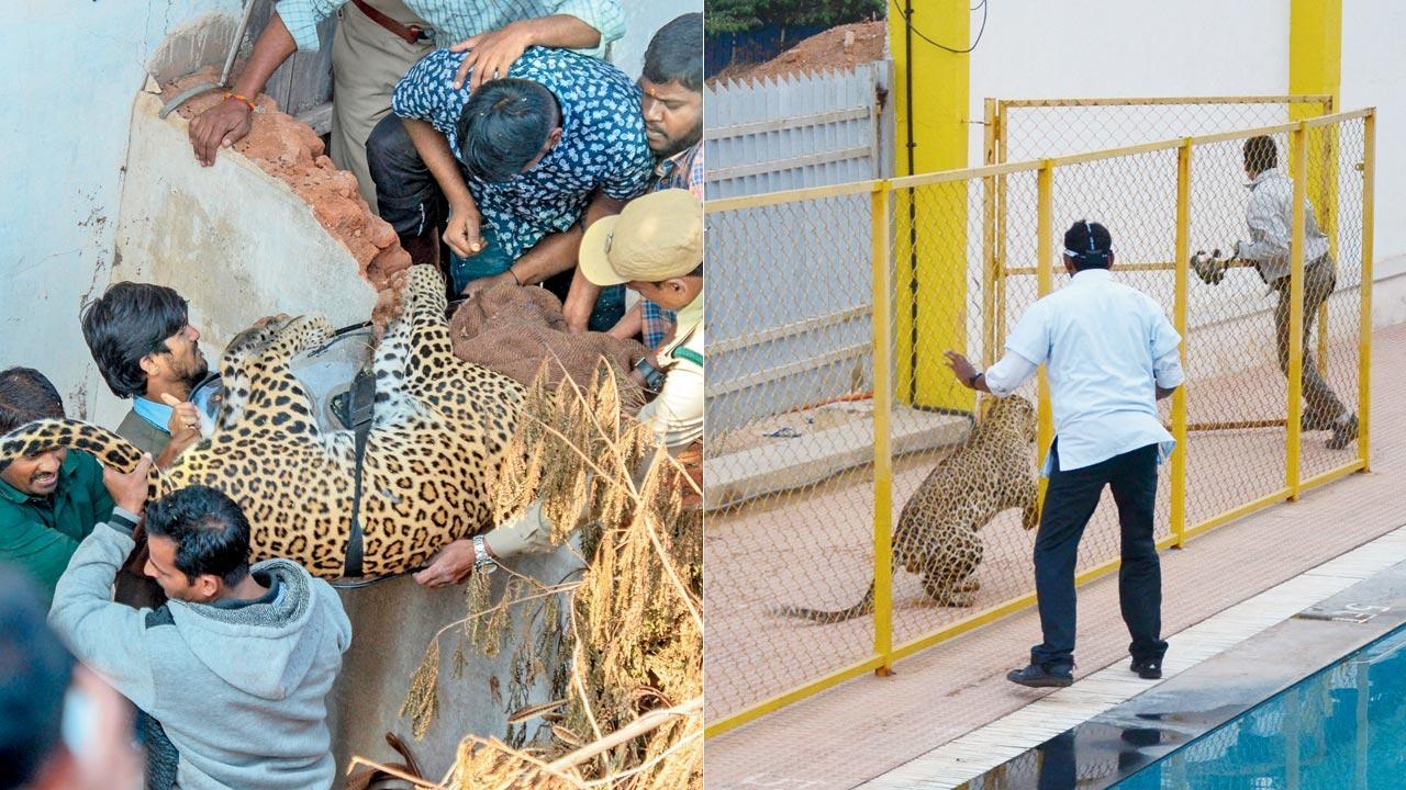 Poaching behind 30 per cent of leopard deaths