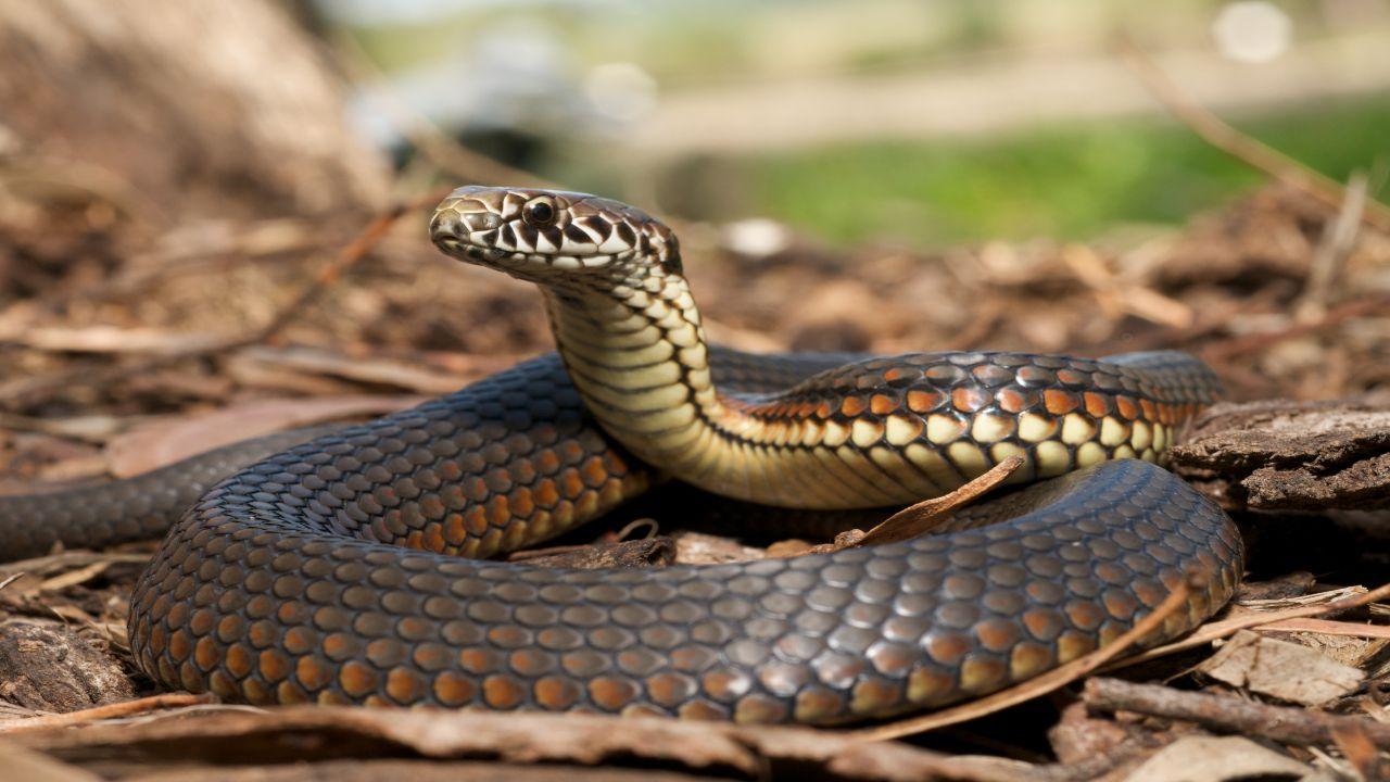 Mumbai: Snake found inside Bombay High Court judge's chamber
