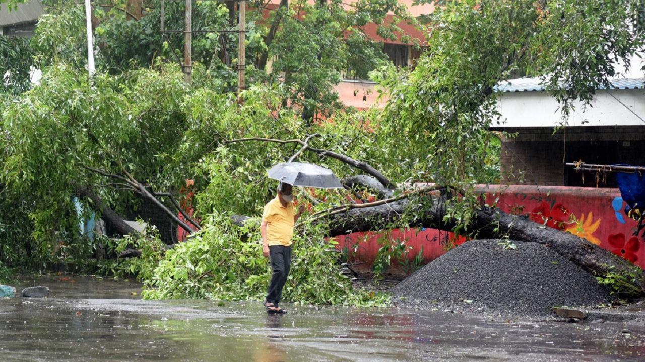 Four cars badly damaged as huge tree falls on them in Thane housing complex