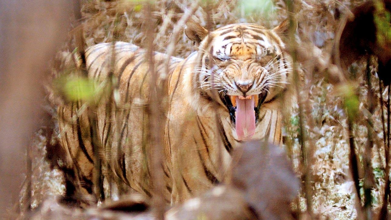Wildlife group’s data shows 13 more tiger deaths in 2021