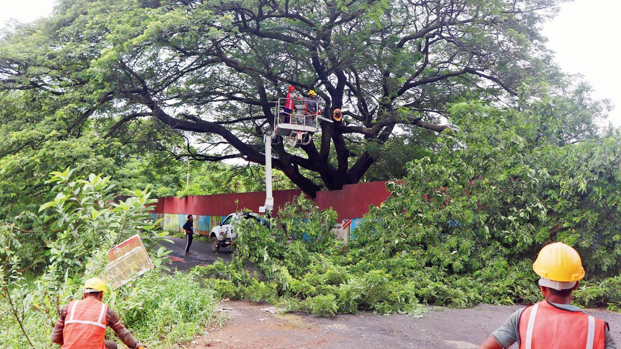 Mumbai: Chop-chop, state govt gets to work at Aarey colony
