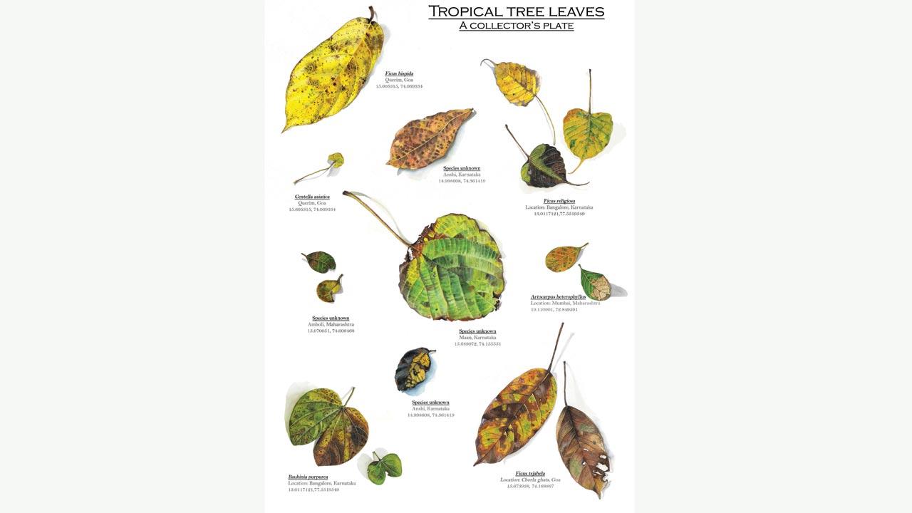 A collage of leaves from the Western Ghats. Jambhekar began his journey as an illustrator by painting leaves in his free hours during his PhD field work 