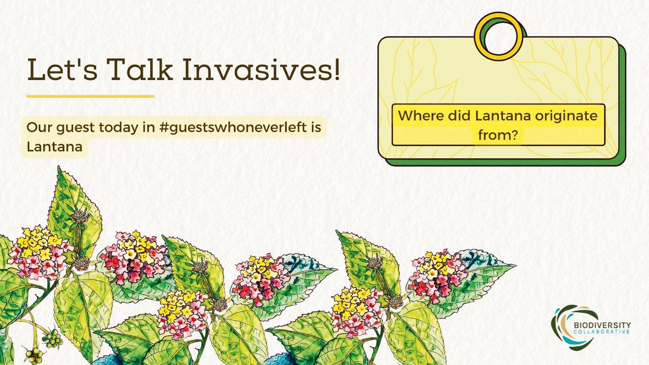 Jhambekar’s  sketch discusses the Lantana Camara, a dense plant that’s found in gardens, along highways and across India’s hill stations. It came to India from Central and South America. Pics courtesy/Biodiversity Collaborative