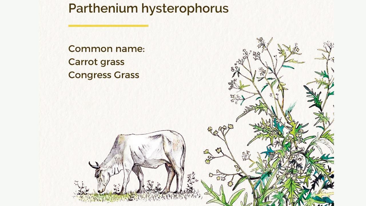 Parthenium Hysterophorus, popularly known as Congress grass, takes over grasslands, leading to loss of fodder for cattle