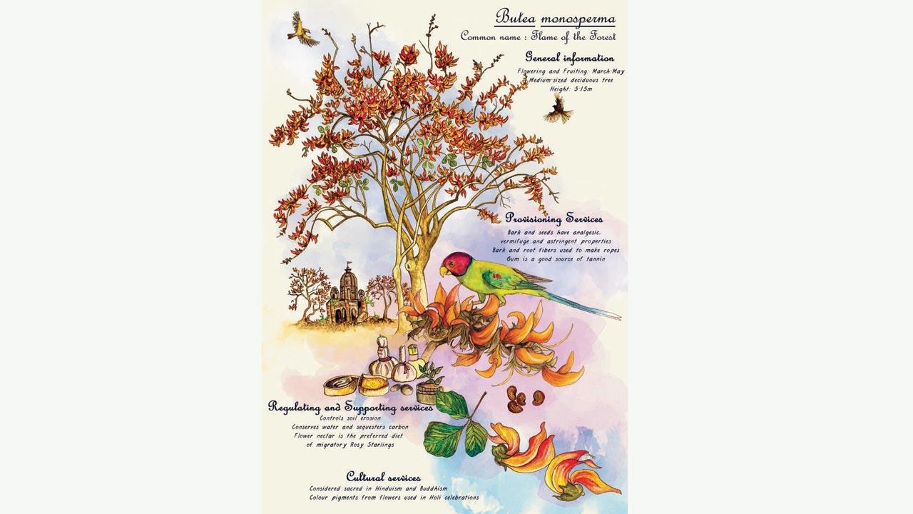 Flame of the forest or the Palash tree is found commonly in dry deciduous forests in India. Parakeets, mynas, drongos and bulbuls are known to feed on the nectar of the radiant flowers. The bark and seeds are considered sacred to Hinduism and Buddhism, and used in traditional medicine. Pic Courtesy/ICLEI