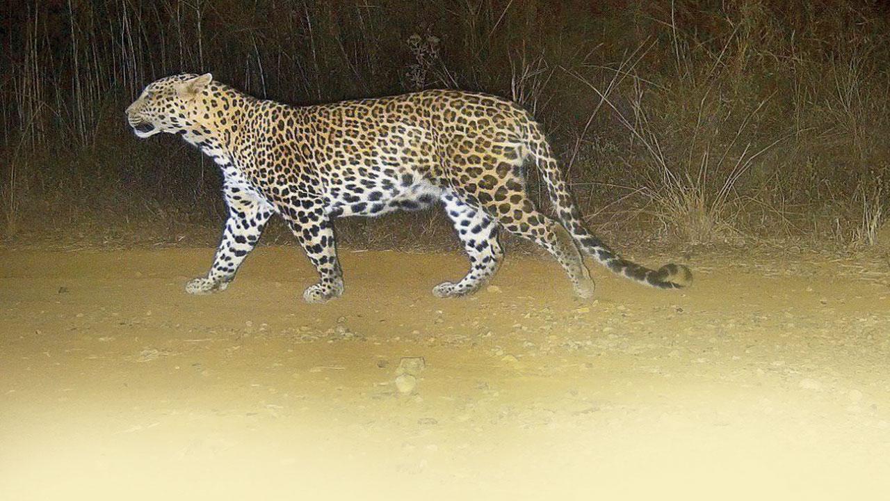 Mumbai: Metro 3 shed site in Aarey home to five leopards