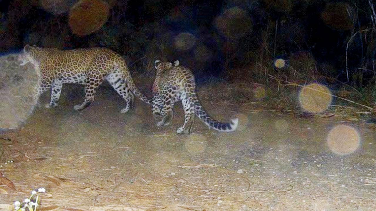 Kishori, a female leopard, and her cub spotted in one of the three camera traps