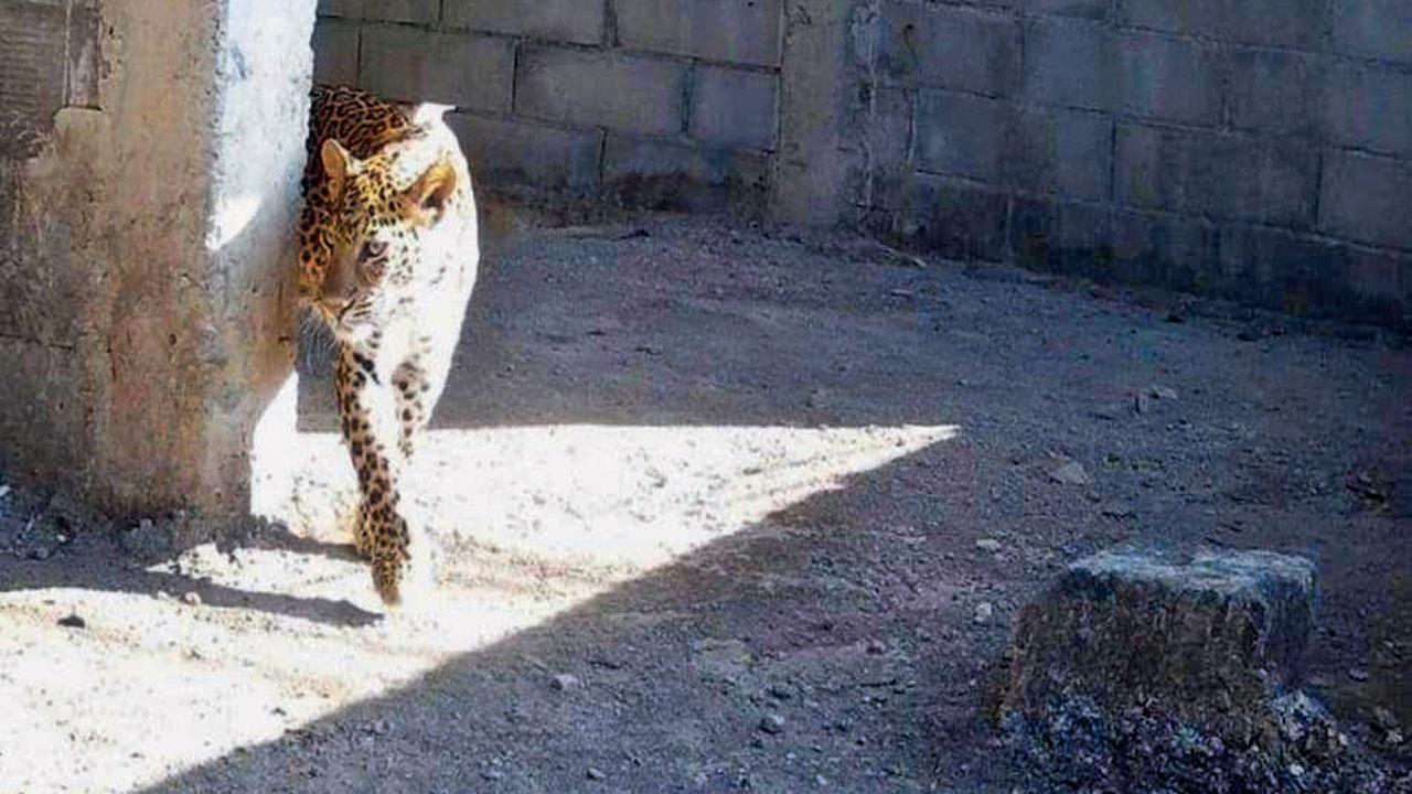 Another leopard spotted at the car shed site. Pics/Maharashtra Forest Department