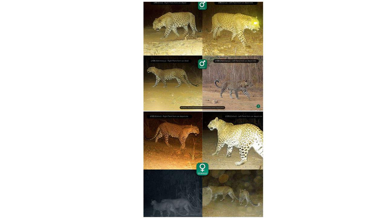 The five leopards spotted at the car shed site. Pics/Maharashtra Forest Department