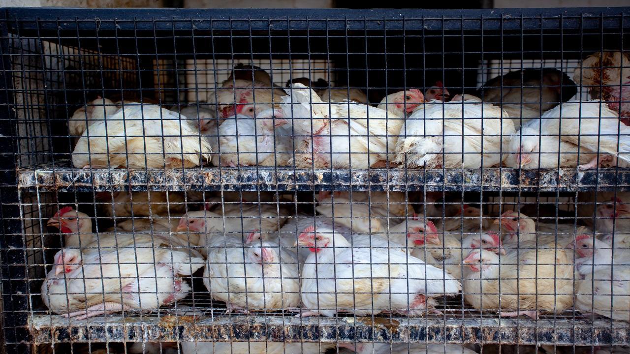 Thane: 400 chicken die as tempo overturns