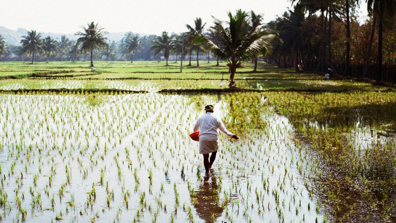 Maha govt approves Rs 3,364 lakh as compensation for crop loss due to 2020 rains