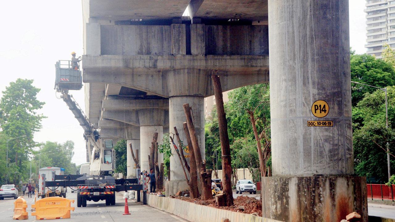 Mumbai: Lokhandwala residents say trees transplanted under Metro line 6 may fall