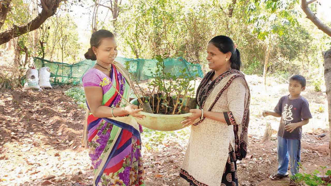 Jasmine farmers from Mokhada celebrate their harvest