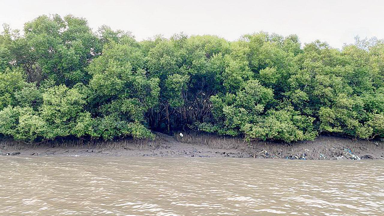 Coastal warriors: City expert highlights how mangroves protect Mumbai's waterfronts