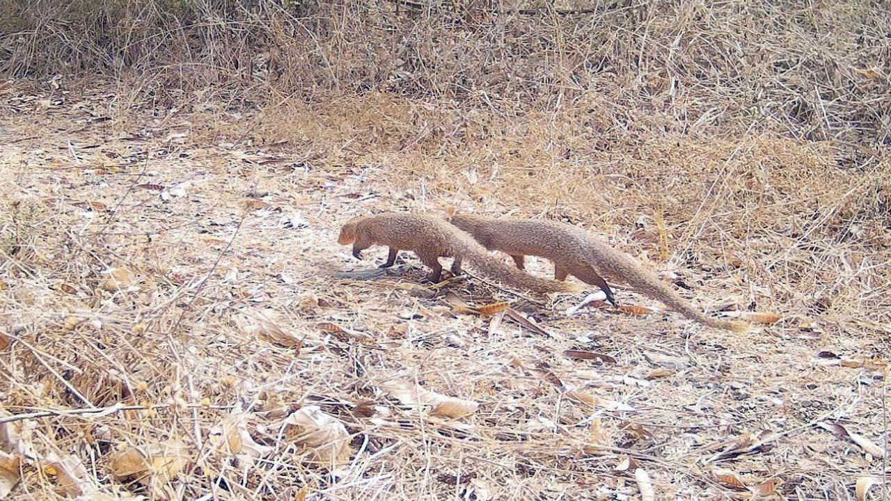 Two mongooses photographed by the cameras