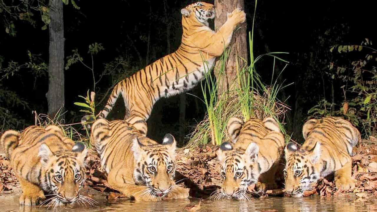 Ahead of World Tiger Day, two wildlife photographers recall favourite sightings