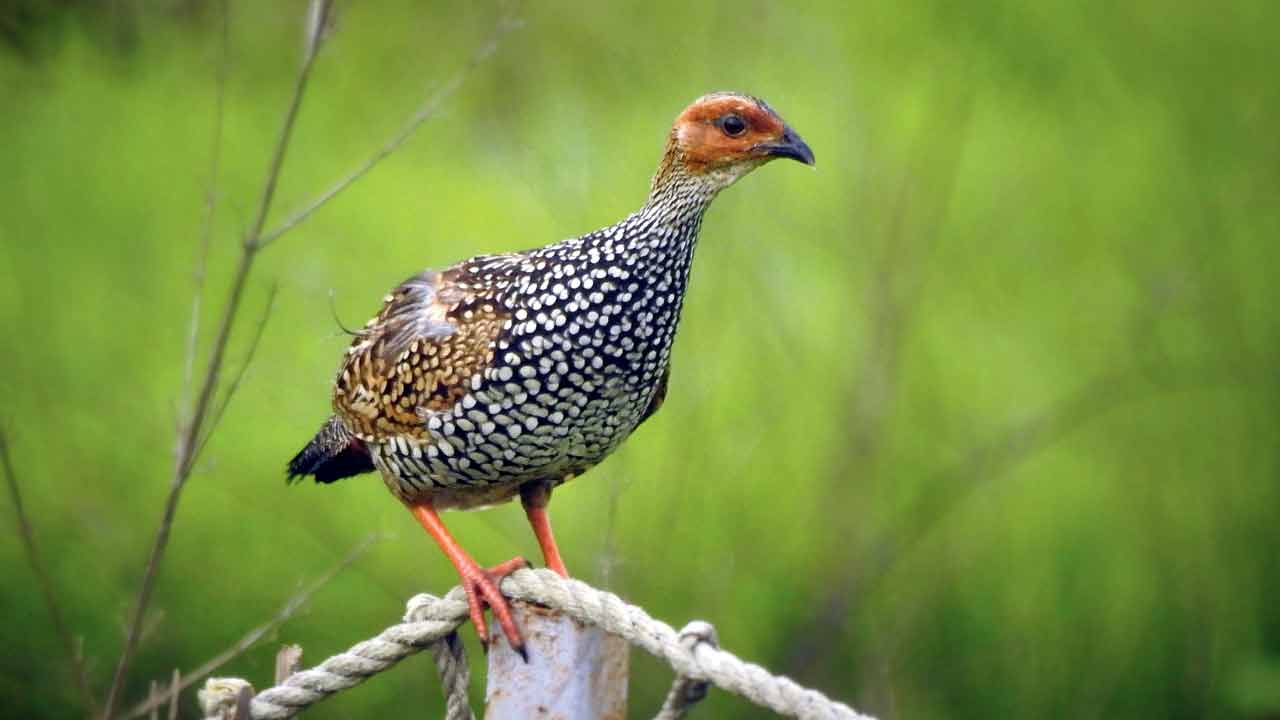 Rain quail by Mayuresh Kulkarni