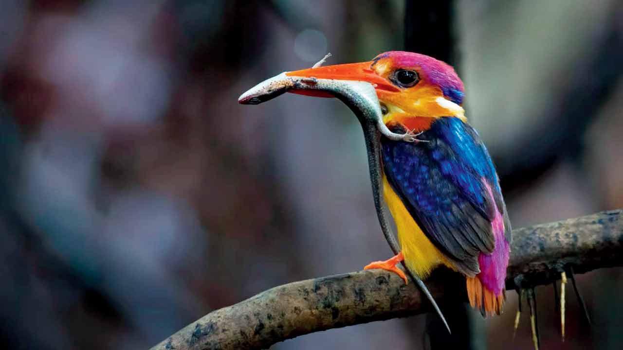 Why you should register for this bird walk at Ambivli Biodiversity Park