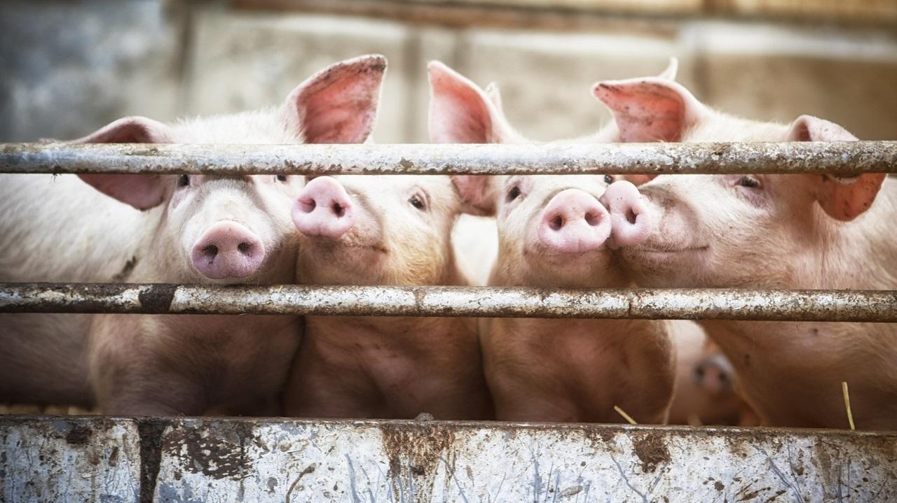 Pork, pig markets banned in UP's Bareilly after African Swine Fever confirmed