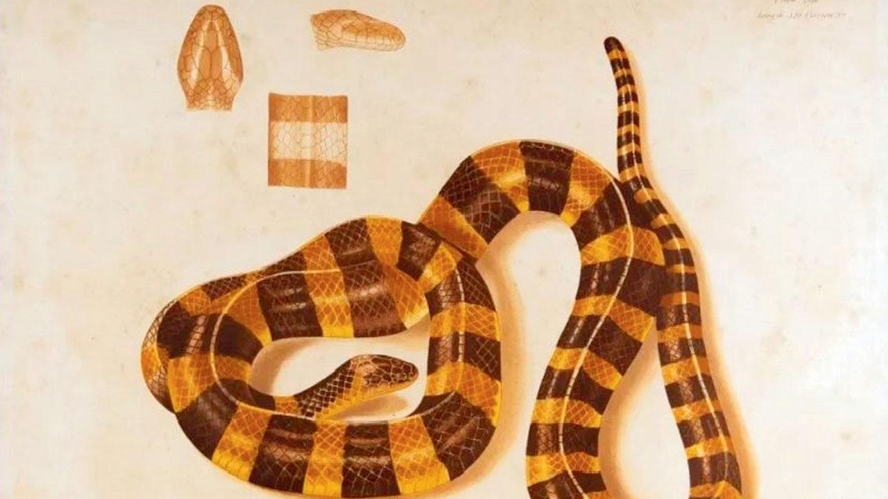 A chromolithograph of Bungarus fasciatus. PIC COURTESY/BDL MUSEUM