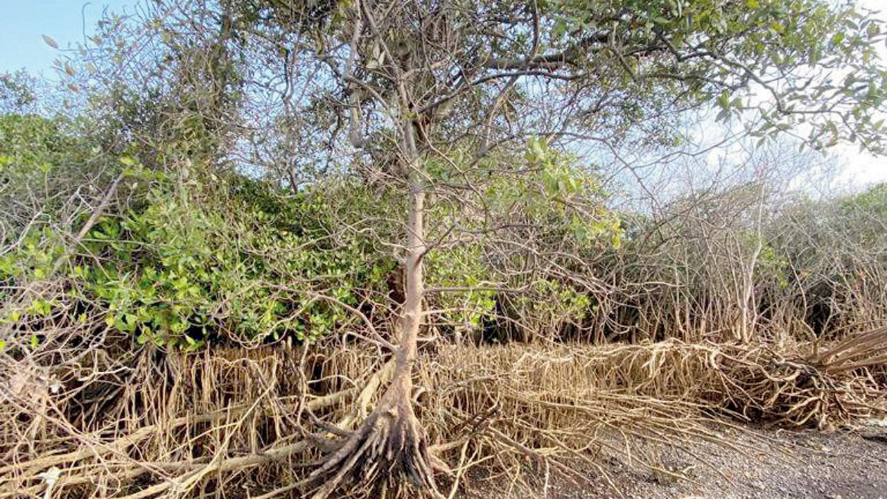 Soil erosion due to excessive sand mining