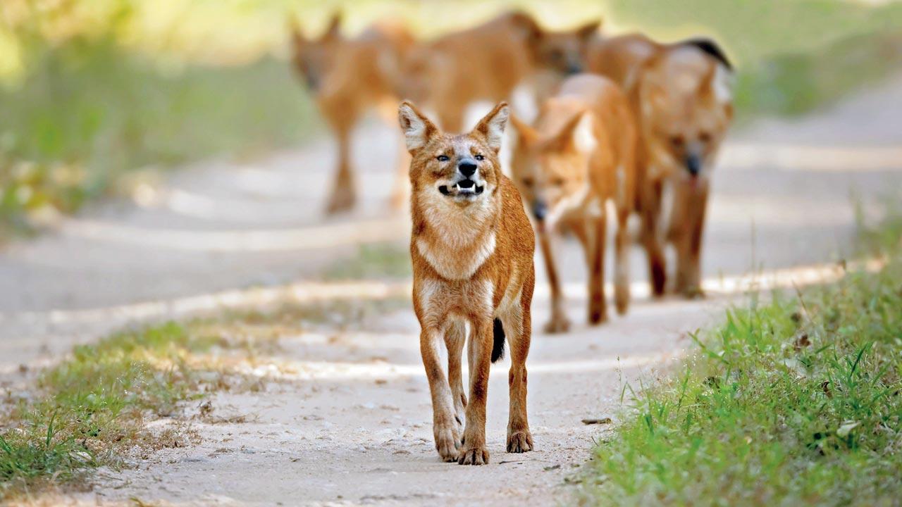 Dholes are highly social animals and hunt in packs. They live in a forest habitat. Pic courtesy/Ramki Sreenivasan