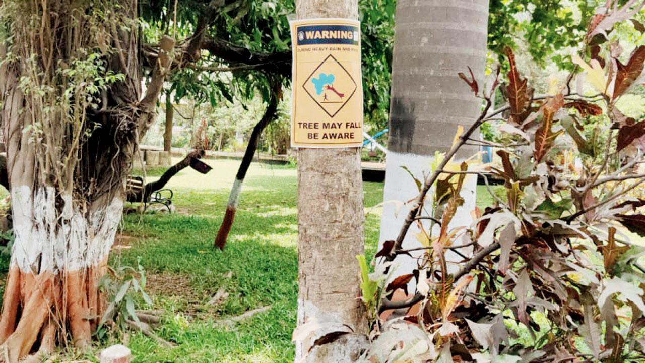 Mumbai: Heavy winds, rain uproot 250 trees in a week