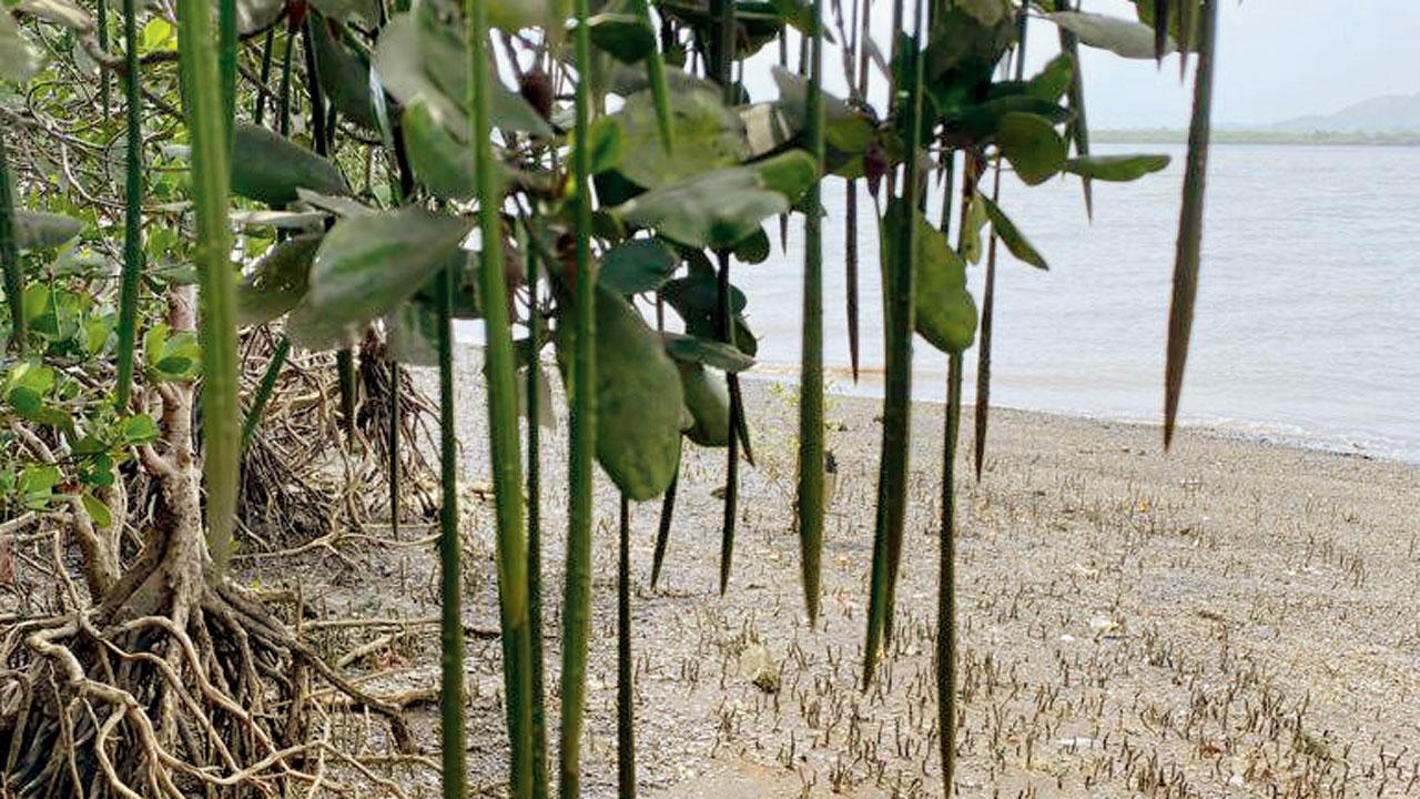 Viviparous germination in mangroves