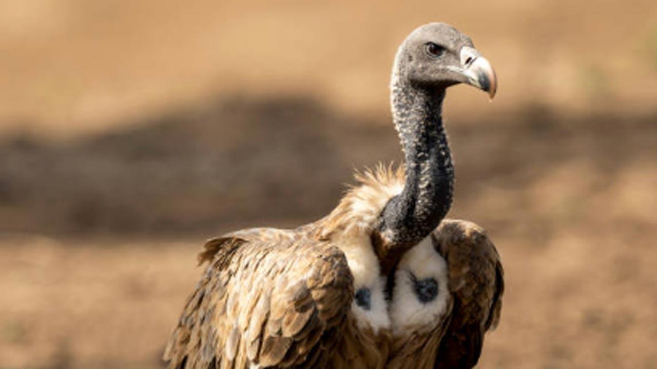Gorakhpur in UP to get a new vulture conservation centre