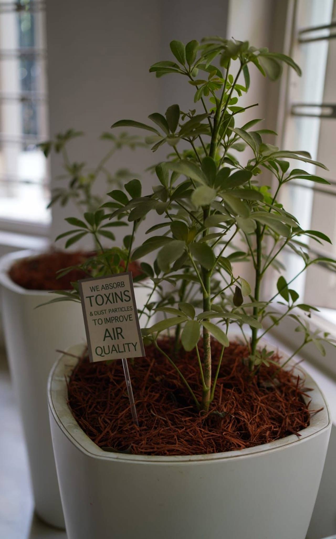 Allu Arjun’s love for planting plants, trees and herbs has no bounds. Not only does the star gift people plants on special occasions, he also receives plants in return. The star planted every plant he has received so far Allu Arjun’s love for planting plants, trees and herbs has no bounds. Not only does the star gift people plants on special occasions, he also receives plants in return. The star planted every plant he has received so far