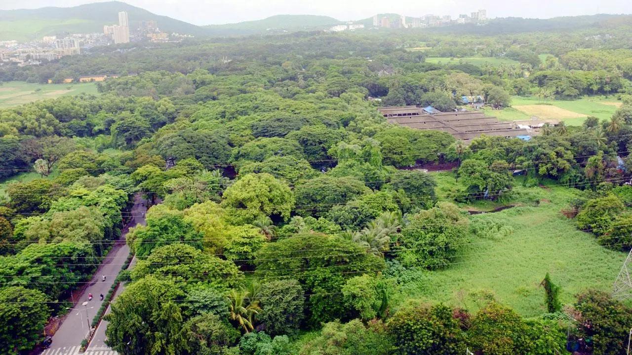 Aarey: Supreme Court agrees to hear plea against tree felling on Friday
