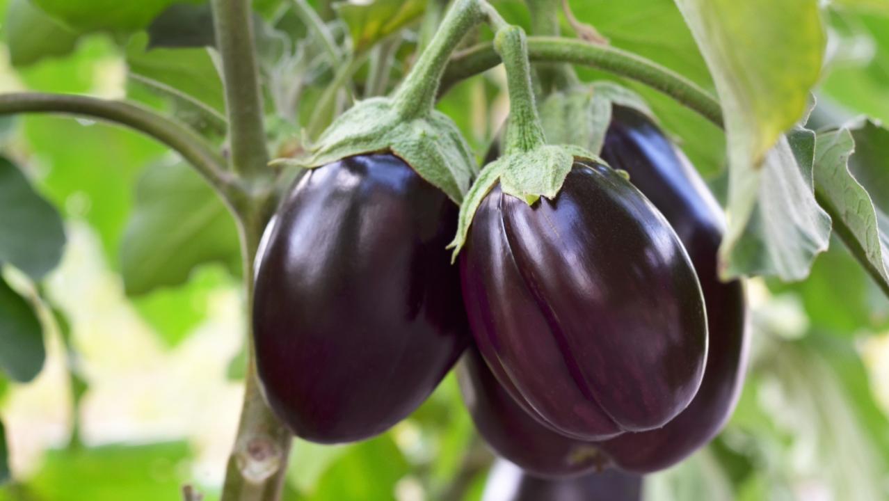 What's a 'Brimato'? Varanasi scientists now grow brinjal on 'Pomato' plant