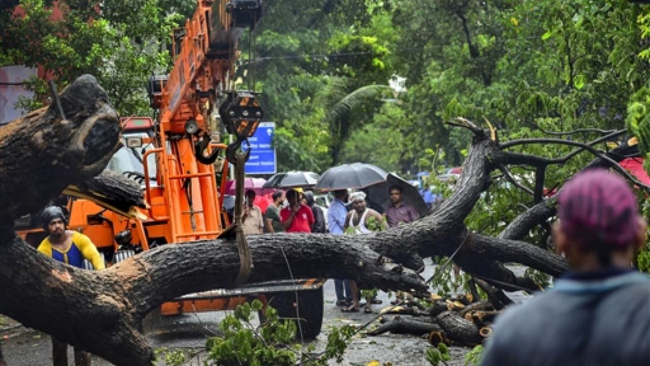 Workers remove a tree uprooted due to heavy monsoon rains, at Dadar. Pic/PTI