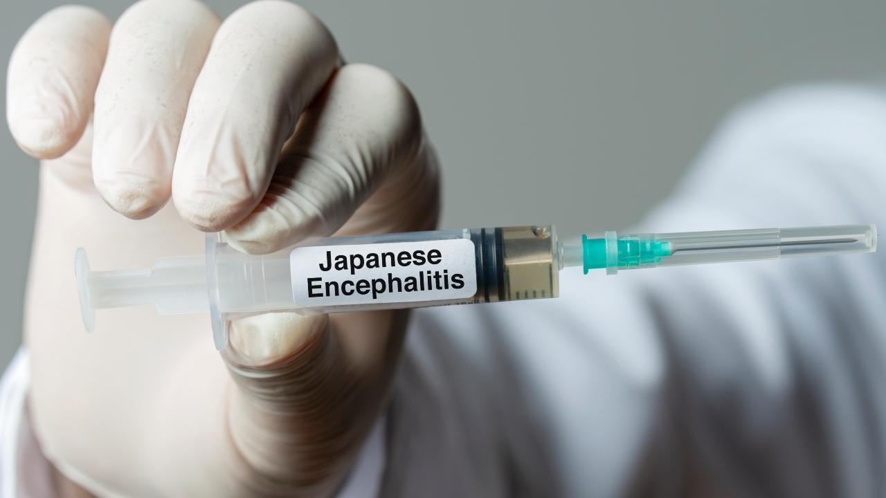 Three more Japanese encephalitis deaths photo