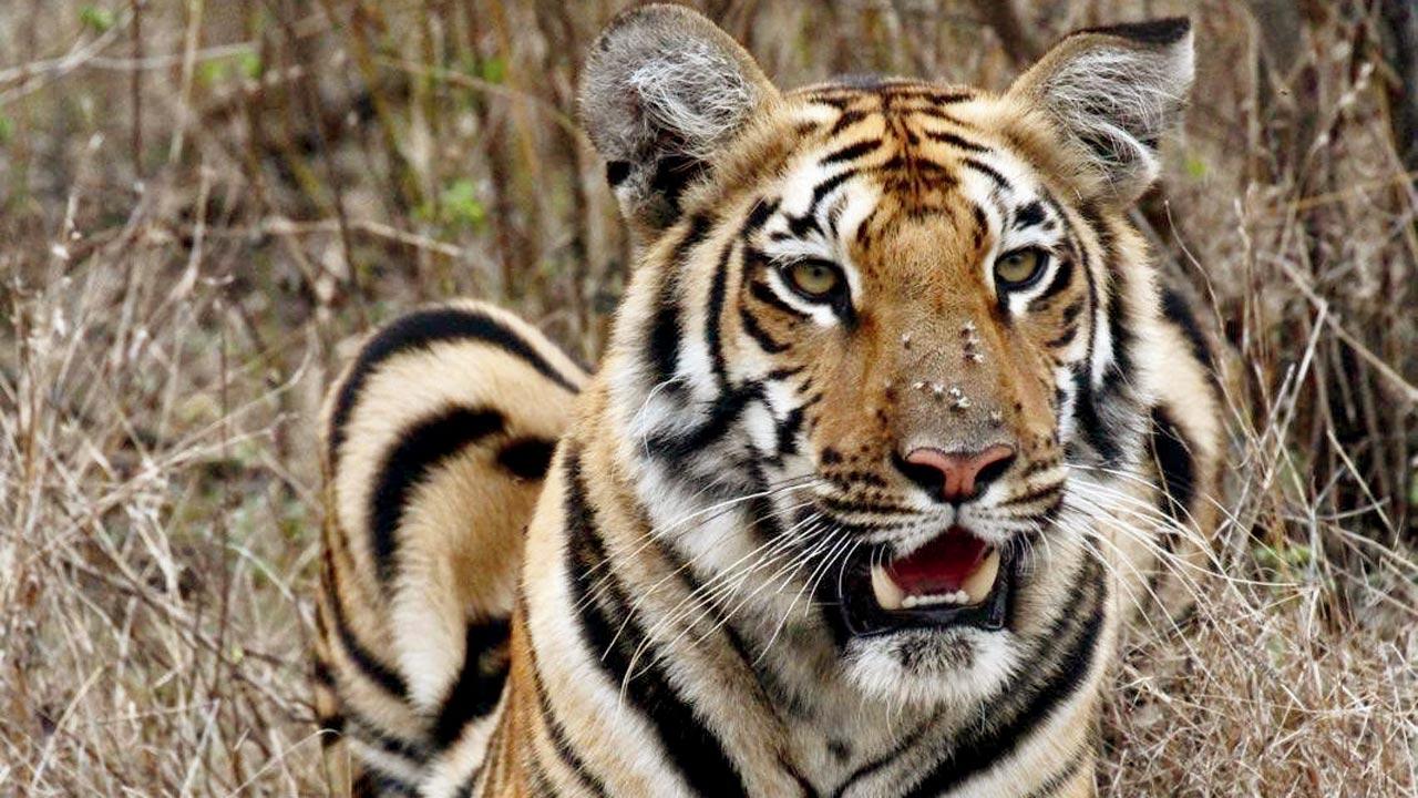 This photograph of a tigress sitting with her paws crossed in Tipeshwar, Ranz calls “ so perfect”. He says it reminds him of his pet cat. “You know that this is a wild animal. You know that this is a dangerous animal, but it’s acting just like my pet cat”  