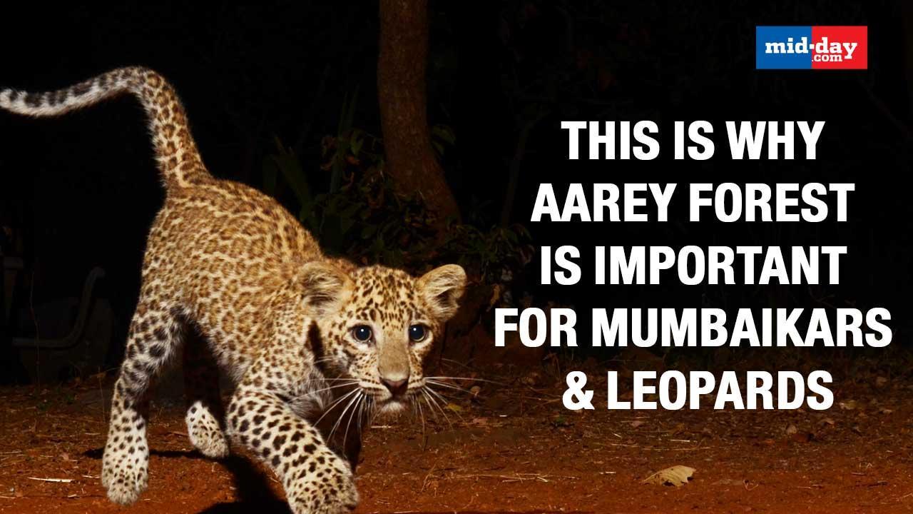 This Is Why Aarey Forest Is Important For Mumbaikars And Leopards