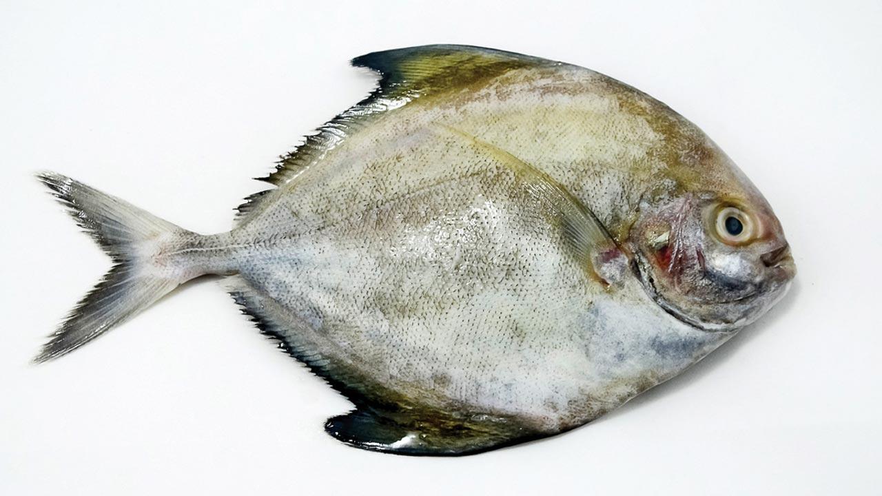 Black pomfret