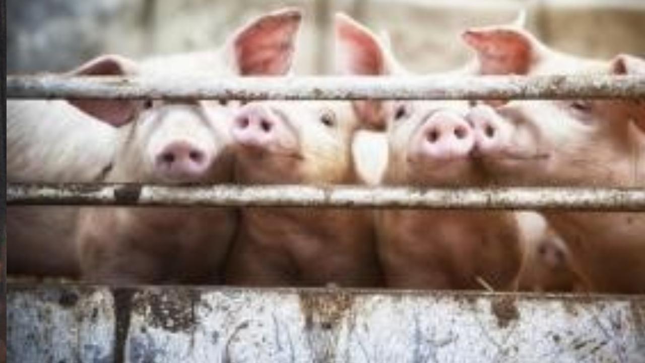 African swine fever reported in Kerala's Wayanad