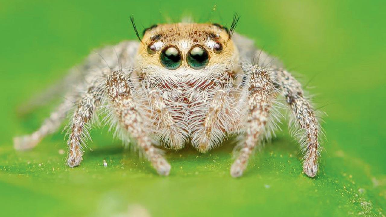 Heavy-bodied jumping spider. Pic Courtesy/Pranav Joshi