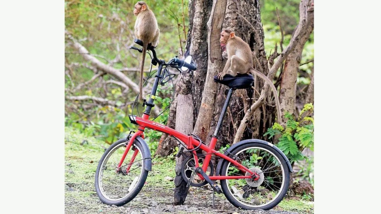 Bandra ban gaya biker: Monkeys take a breather on a bike parked outside Kanheri Caves in Sanjay Gandhi National Park. Pic/Shadab Khan