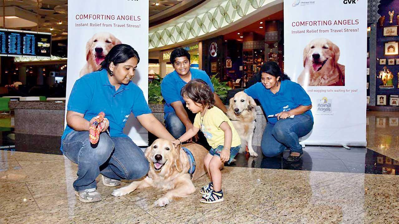 Major missing: Mumbai airport’s therapy dogs in action
