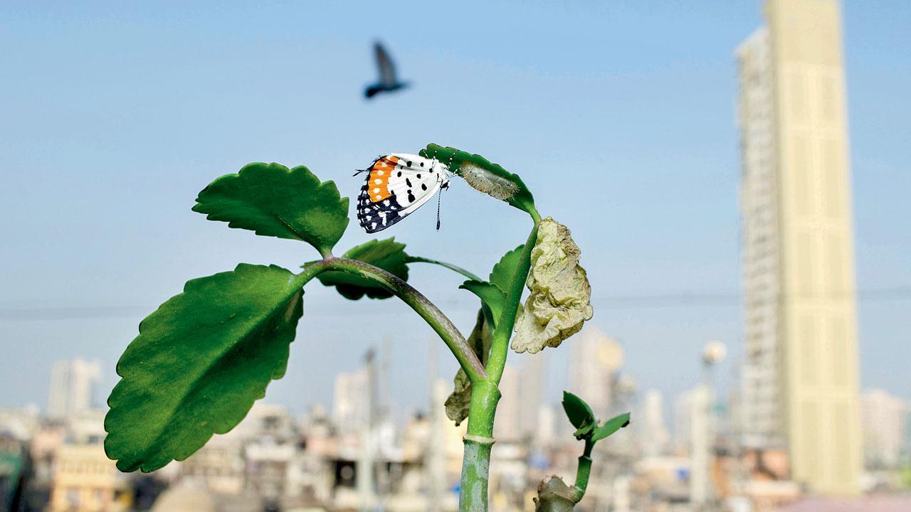 Butterflies of Bombay