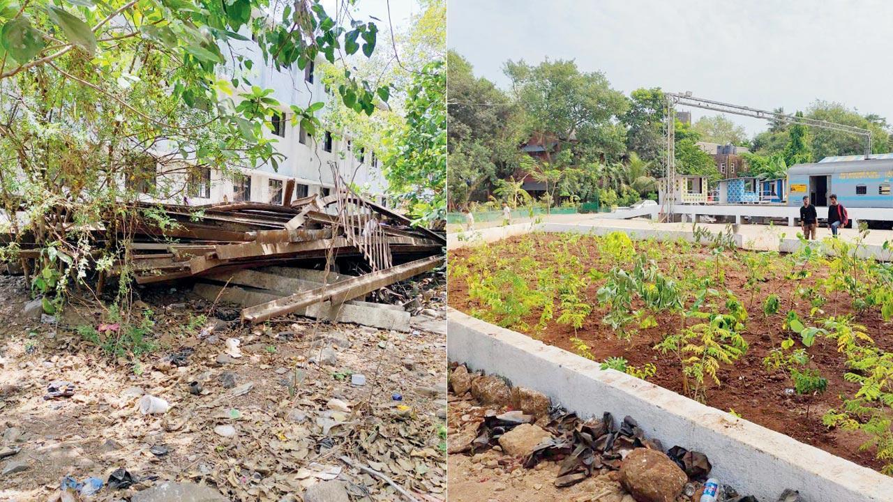 Central Railway turns scrap-strewn plot into butterfly garden at Wadibunder