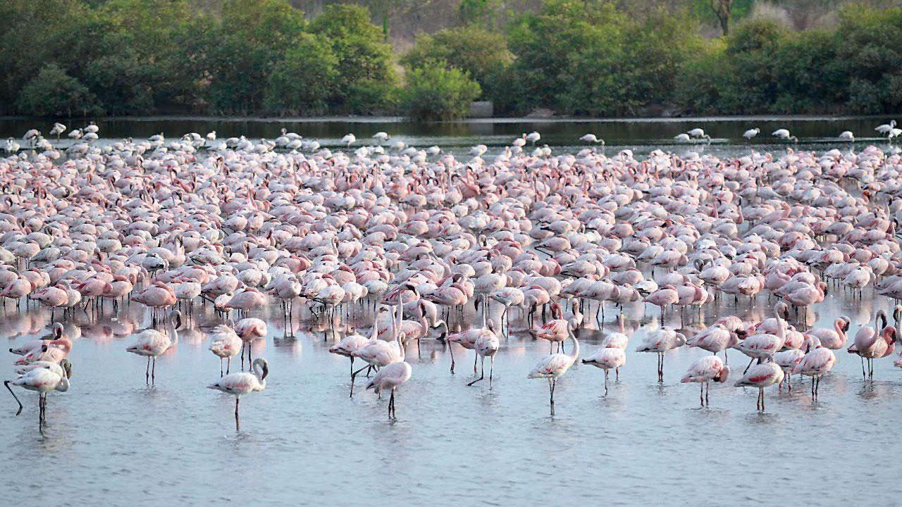 Navi Mumbai: DPS lake in Nerul is now a bird destination
