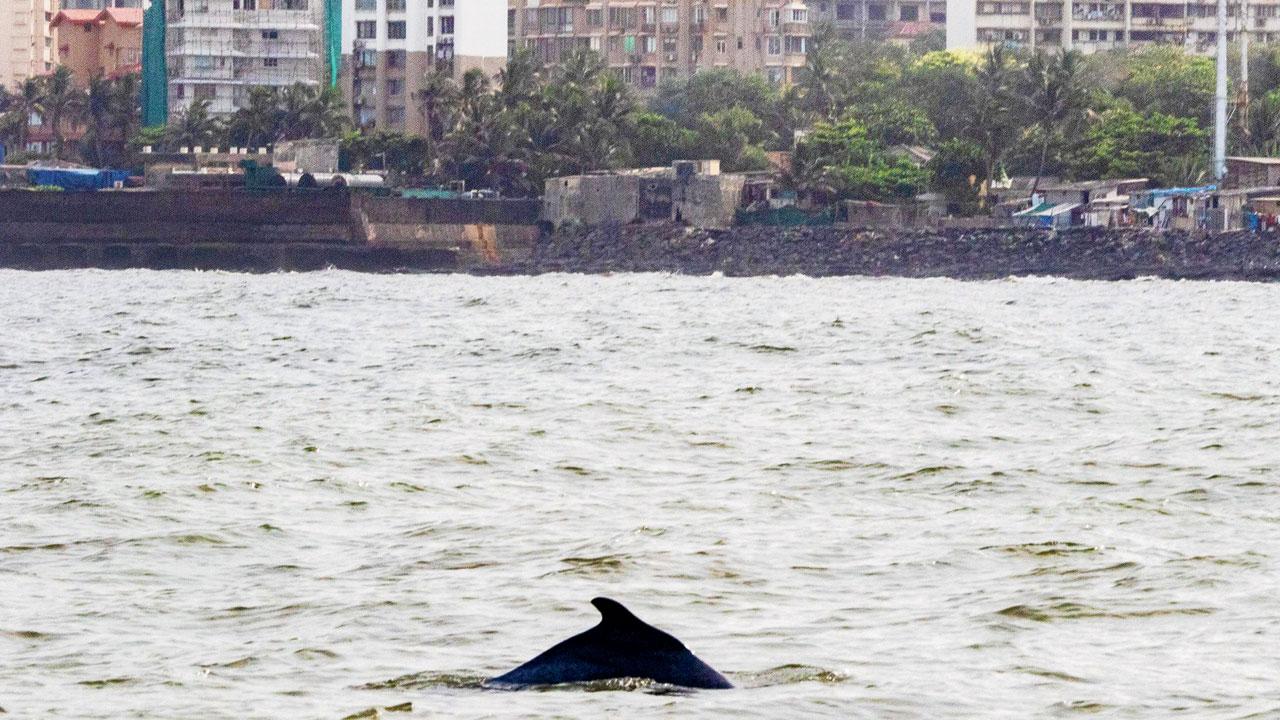 A rare sight of the Indian Ocean humpback dolphin off the Mumbai coastline