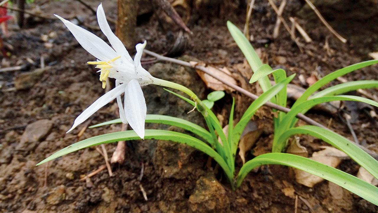 Forest spider lily. Pics courtesy/ Dr Rajdeo Singh